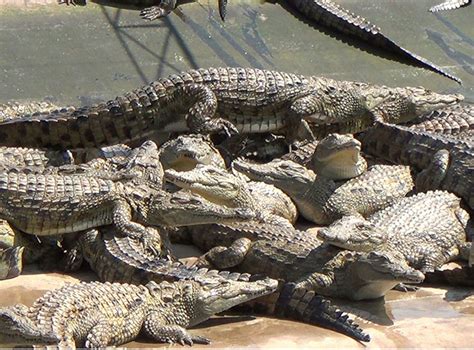 hermes crocodile farm texas